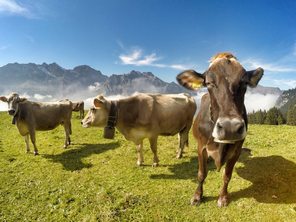 Alpland Switzerland farm animals