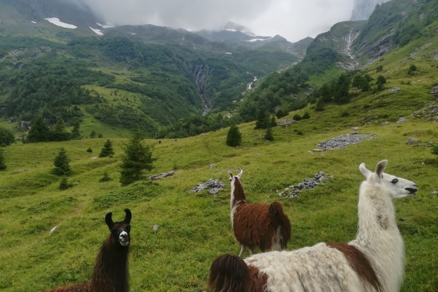 Alpland Switzerland lamas