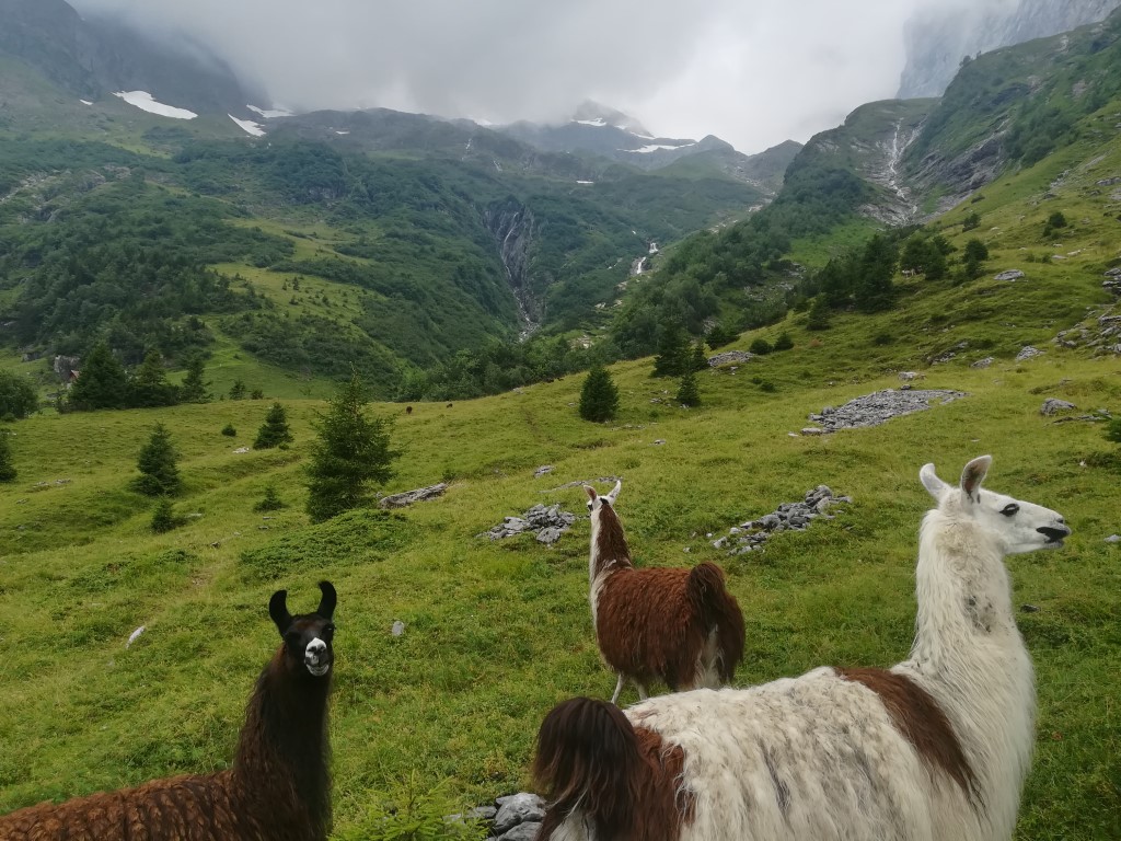 Alpland Switzerland lamas