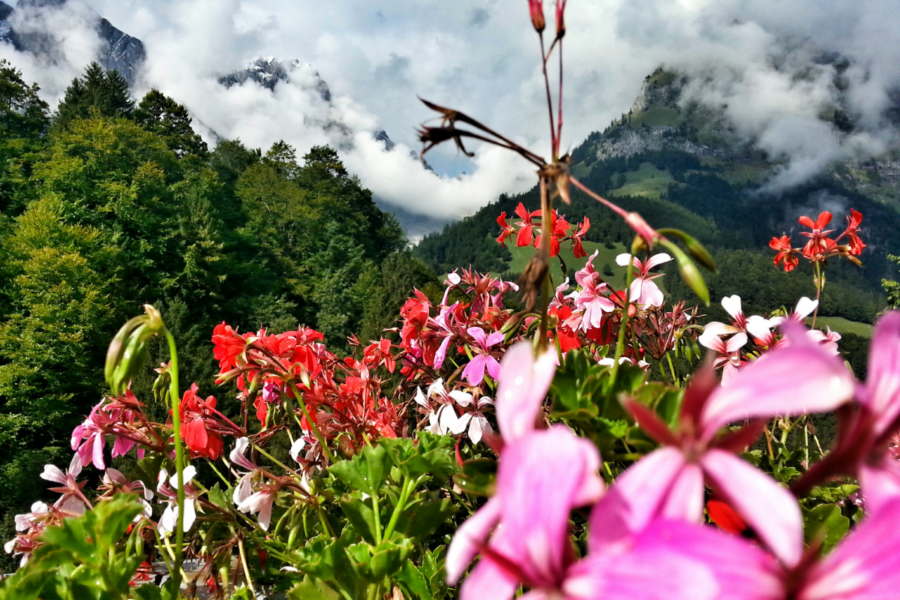 Alpland alpenblumen